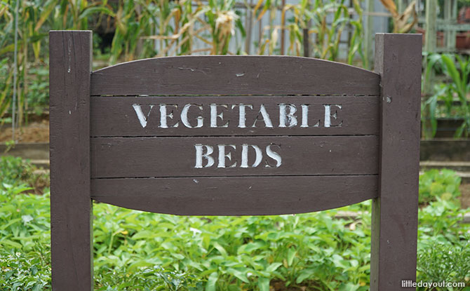 Vegetable beds at the ecogarden