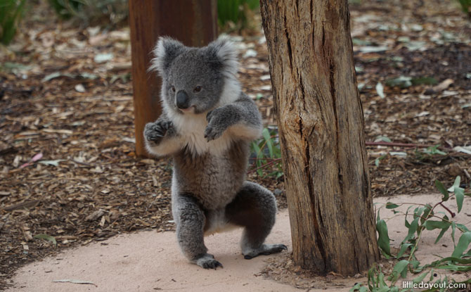 Koala at the Werribee Open Range Zoo