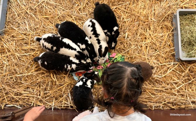 KFC x Ranger Buddies: From Lil’ Bucket To Base Camp With Our 3-Year-Olds 7 feeding rabbits