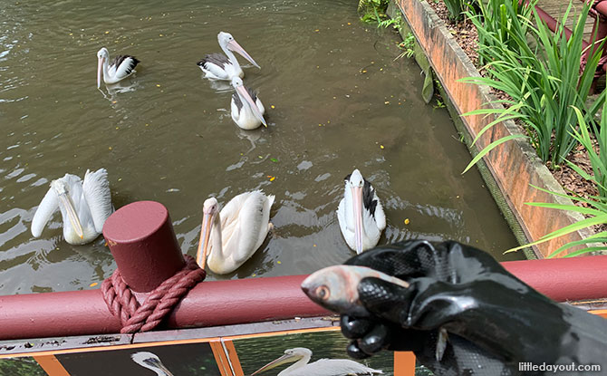 Pelican feeding at Jurong Bird Park