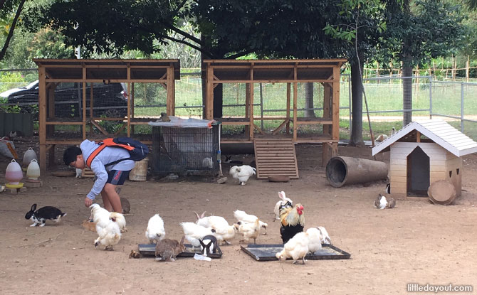 Feeding animals at PB Valley