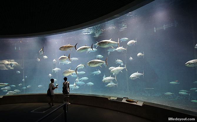 Tokyo Sea Life Park: Tuna, Penguins And Other Marine Encounters By The Bay