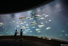 Tokyo Sea Life Park: Tuna, Penguins And Other Marine Encounters By The Bay