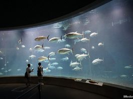 Tokyo Sea Life Park: Tuna, Penguins And Other Marine Encounters By The Bay