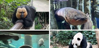 7 Animals And Zones To See At River Wonders