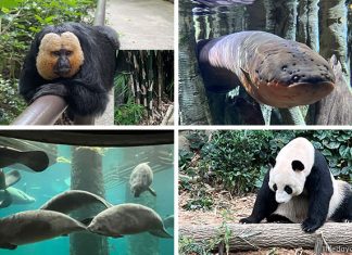 7 Animals And Zones To See At River Wonders