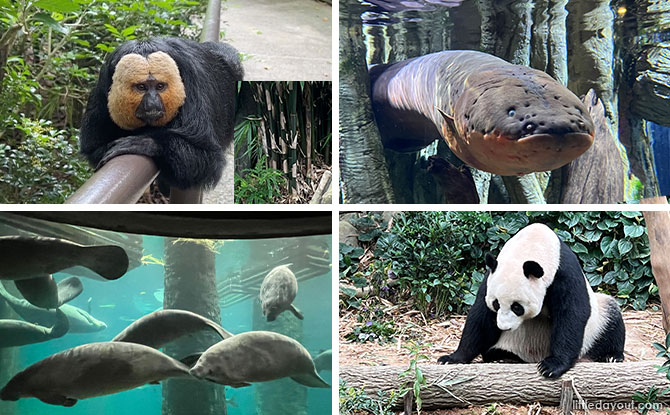 7 Animals And Zones To See At River Wonders