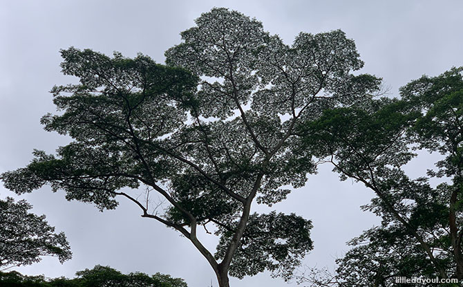 Trees at the Clementi Forest