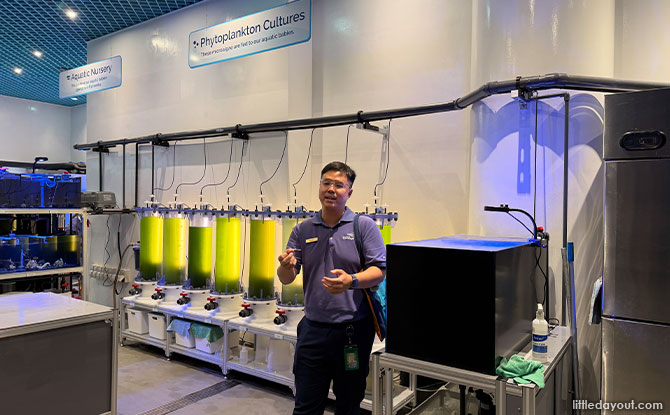 Discover The Wonders of Sea Jellies At The Singapore Oceanarium 2 Behind-the-Scenes Sea Jelly Experience