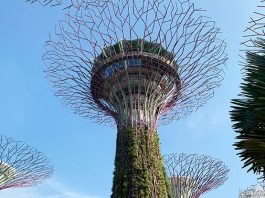 Supertree Observatory Reopens To The Public On 1 December 2020