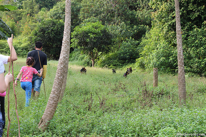 Blue Mountain Kelong Kampung Dogs