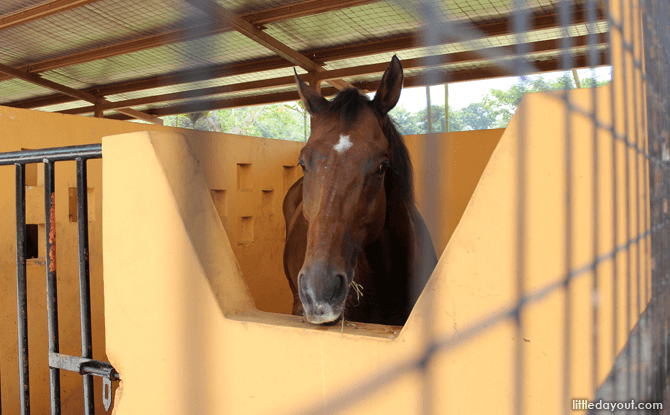 Horse