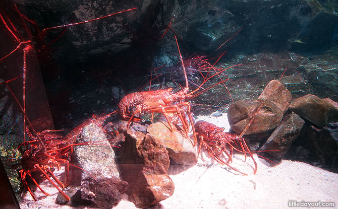 Crustacean display, Kyoto Aquarium