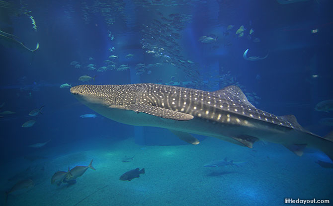 Osaka Aquarium Kaiyukan