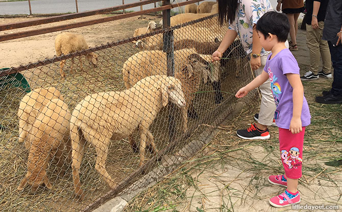 Animals at PB Valley Winery, Khao Yai