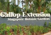 Singapore Botanic Gardens Gallop Extension: Mingxin Foundation Rambler’s Ridge & OCBC Arboretum 14-gallop-extension-singapore-botanic-gardens