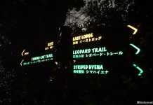 Night Safari Walking Trails: Is It Worthwhile Venturing Into The Mandai Forest On Foot? 14-night-safari-walking-trails