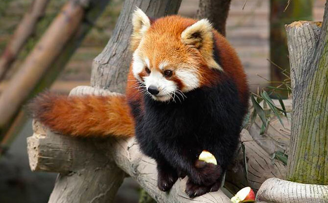 Red Panda