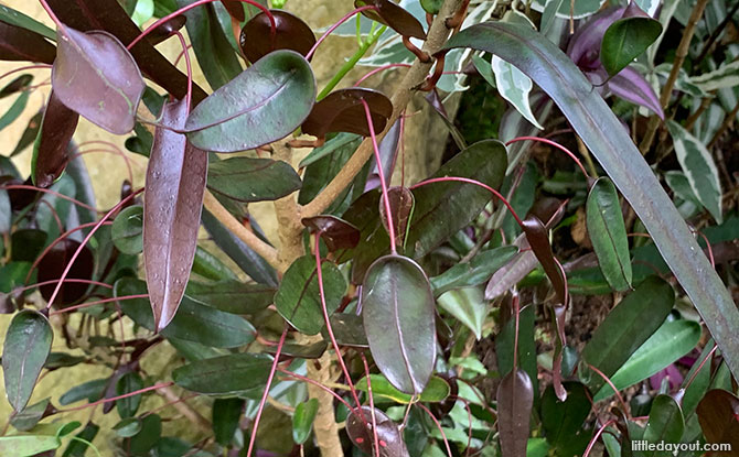 Codiaeum "Mother and Daughter"