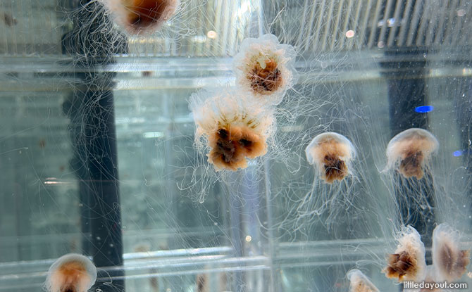 Discover The Wonders of Sea Jellies At The Singapore Oceanarium 11 Animal Spotlight: Sea Jellies Programme
