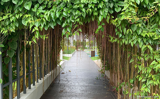 Curtain of roots