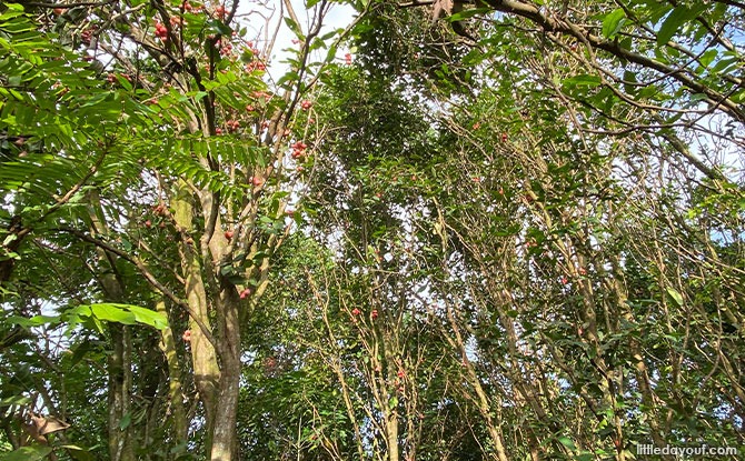 Butterfly Hill Jambu