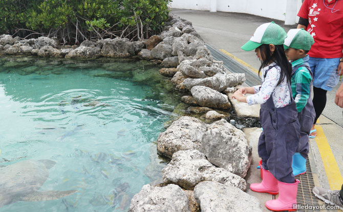 Genki Motobu Village, feeding fish