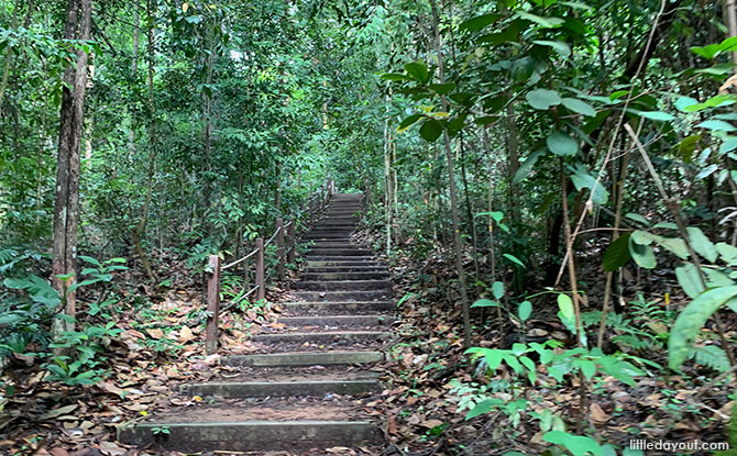 Catchment Path, Bukit Timah Hill