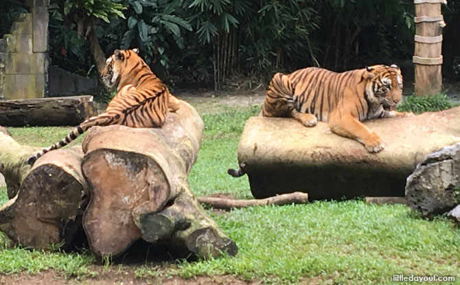 Siberian Tiger Enclosure