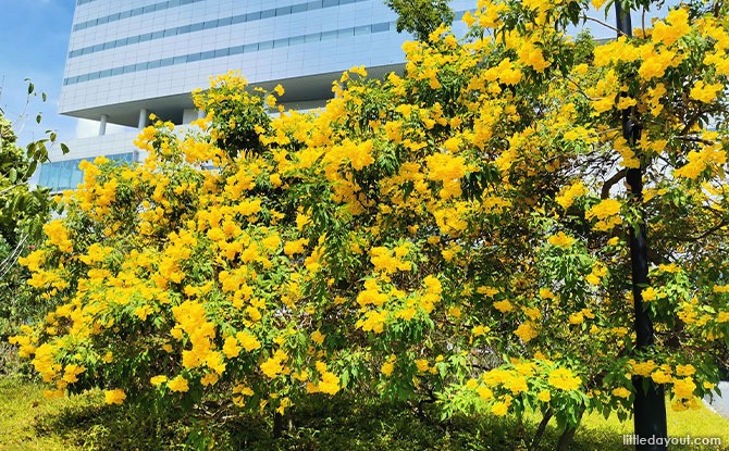 blooms in various colours around the park