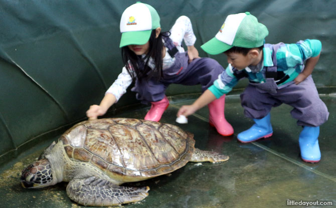 Scrubbing turtles' back