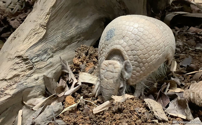 Rocha, Night Safari Southern Three-banded Armadillo