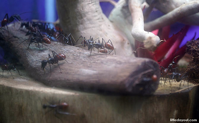 Singapore Ants Exhibition