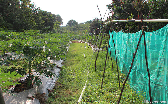 Blue Mountain Kelong Eco Garden