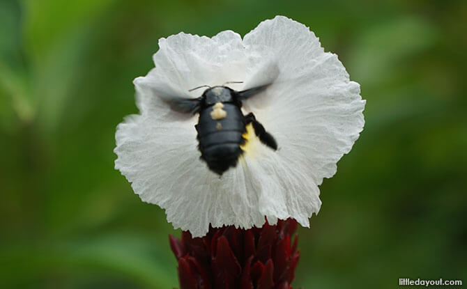 Carpenter bee in Singapore, HortPark