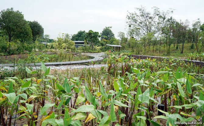 Cleansing biotope pond at Clusia Cove.