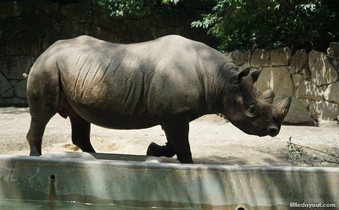 Rhino at Ueno Zoo
