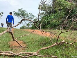 Trekking Across The Central Catchment Nature Reserve: From Windsor To Bukit Timah