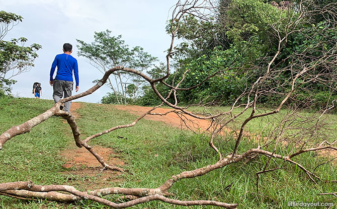 Trekking Across The Central Catchment Nature Reserve: From Windsor To Bukit Timah