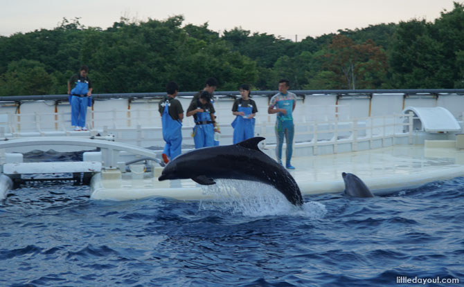 Dolphin Stadium, Kyoto Aquarium