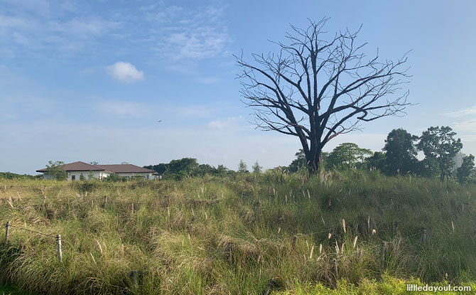 Quick Guide To Jurong Lake Garden: Nature, Play, Learn And Dine