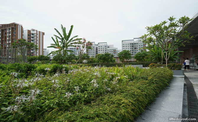 Rooftop Garden