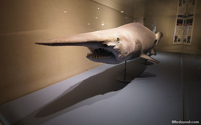 Goblin Shark Specimen, Shinagawa Aquarium