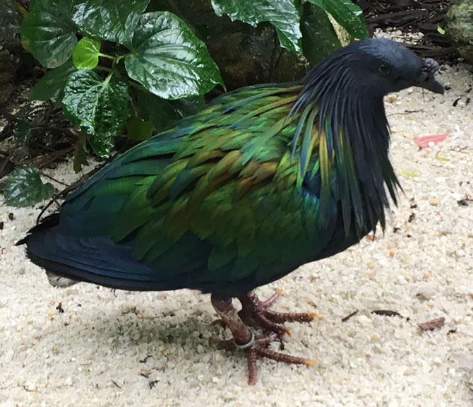 Nicobar Pigeon