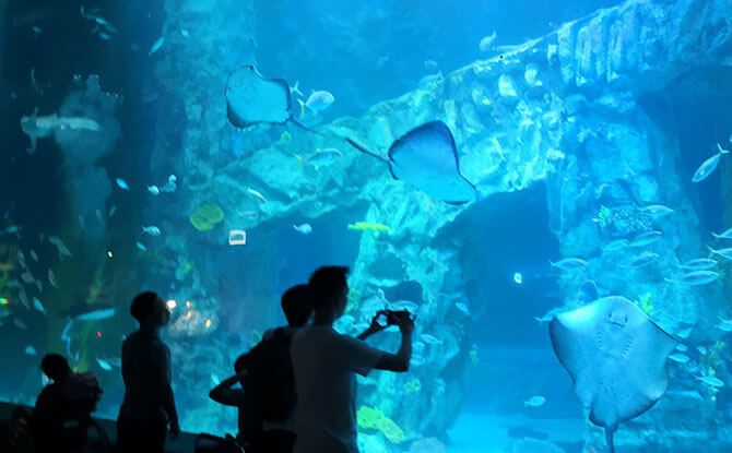 COEX Aquarium