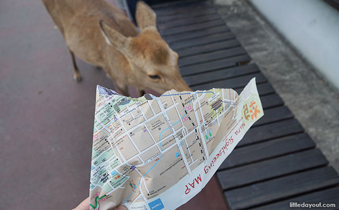 The deer ate our map.