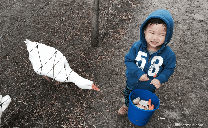 Best of 2015: Highlights for the Family 2 Farm