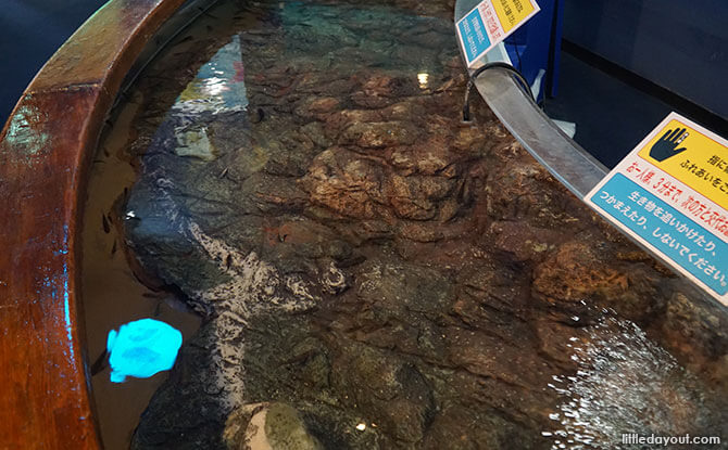 Touch pool at Shinagawa Aquarium, Tokyo