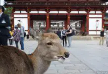 A Day Trip To Nara, Japan: Deer, Sights And Mochi