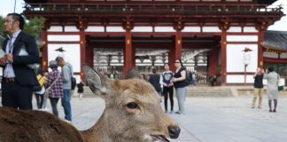 A Day Trip To Nara, Japan: Deer, Sights And Mochi